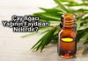 Çay Ağacı Yağı Faydaları Nelerdir? Çay Ağacı Yağı